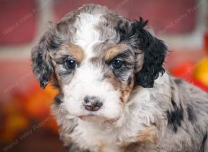 F1B male mini bernedoodle near Chicago Illinois