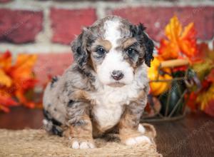 F1B male mini bernedoodle near Chicago Illinois