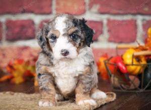 F1B male mini bernedoodle near Chicago Illinois