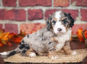 F1B male mini bernedoodle near Chicago Illinois