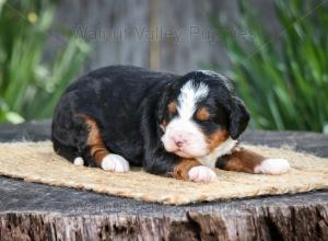 tri-colored mini bernedoodle near Chicago Illinois