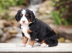 tri-colored mini bernedoodle near Chicago Illinois