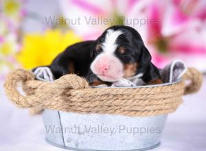 tri-colored mini bernedoodle near Chicago Illinois