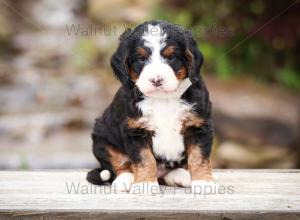 tri-colored mini bernedoodle near Chicago Illinois