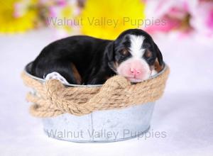 tri-colored mini bernedoodle near Chicago Illinois