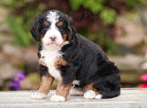 tri-colored mini bernedoodle near Chicago Illinois