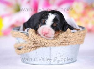 tri-colored mini bernedoodle near Chicago Illinois