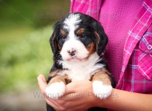 tri-colored mini bernedoodle near Chicago Illinois