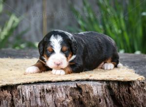 tri-colored mini bernedoodle near Chicago Illinois
