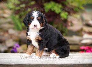 tri-colored mini bernedoodle near Chicago Illinois