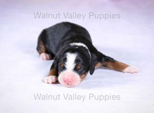 tri-colored mini bernedoodle near Chicago Illinois