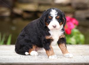 tri-colored mini bernedoodle near Chicago Illinois