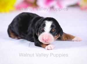 tri-colored mini bernedoodle near Chicago Illinois