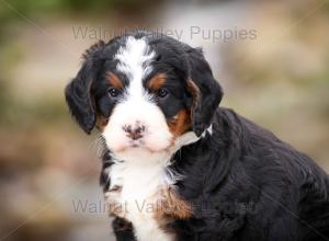 tri-colored mini bernedoodle near Chicago Illinois