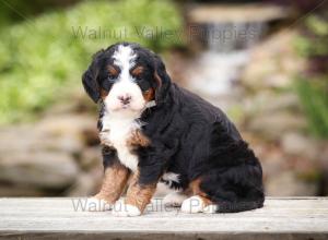 tri-colored mini bernedoodle near Chicago Illinois