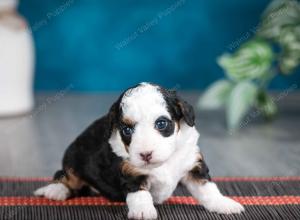 female tiny bernedoodle near Chicago Illinois