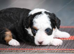 female tiny bernedoodle near Chicago Illinois