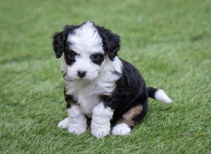 female tiny bernedoodle near Chicago Illinois