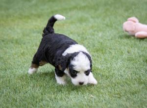 female tiny bernedoodle near Chicago Illinois