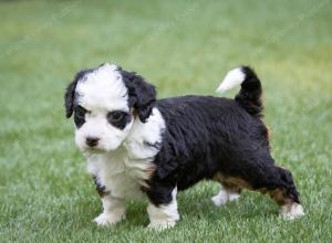 female tiny bernedoodle near Chicago Illinois