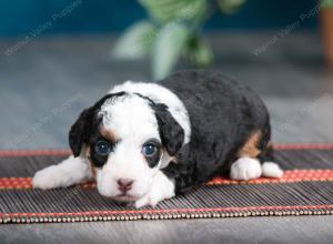 female tiny bernedoodle near Chicago Illinois