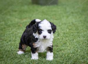 female tiny bernedoodle near Chicago Illinois