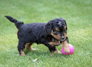 male tiny bernedoodle near Chicago Illinois