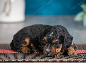 male tiny bernedoodle near Chicago Illinois