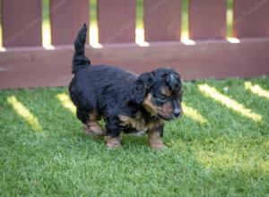 male tiny bernedoodle near Chicago Illinois