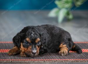 male tiny bernedoodle near Chicago Illinois