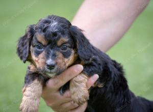 male tiny bernedoodle near Chicago Illinois