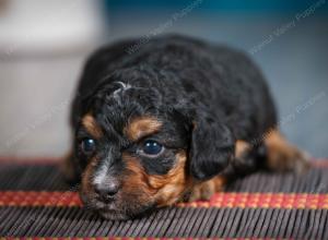 male tiny bernedoodle near Chicago Illinois