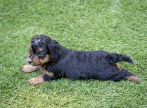 male tiny bernedoodle near Chicago Illinois