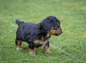 male tiny bernedoodle near Chicago Illinois