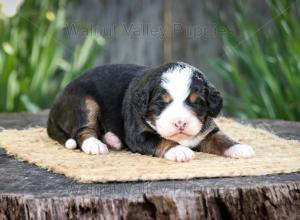 tri-colored mini bernedoodle near Chicago Illinois