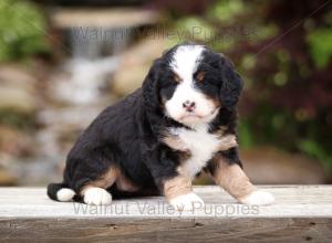 tri-colored mini bernedoodle near Chicago Illinois