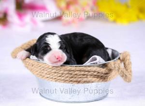 tri-colored mini bernedoodle near Chicago Illinois