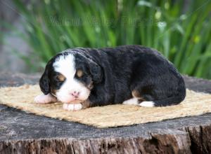 tri-colored mini bernedoodle near Chicago Illinois