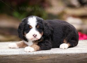 tri-colored mini bernedoodle near Chicago Illinois