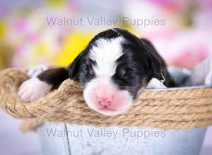 tri-colored mini bernedoodle near Chicago Illinois