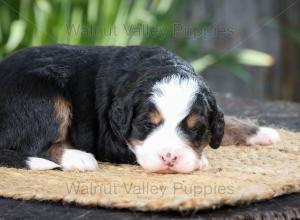 tri-colored mini bernedoodle near Chicago Illinois