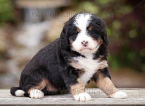 tri-colored mini bernedoodle near Chicago Illinois