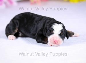 tri-colored mini bernedoodle near Chicago Illinois