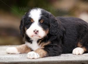 tri-colored mini bernedoodle near Chicago Illinois