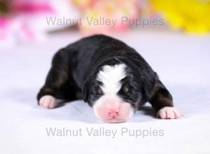 tri-colored mini bernedoodle near Chicago Illinois