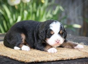 tri-colored mini bernedoodle near Chicago Illinois