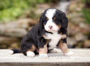 tri-colored mini bernedoodle near Chicago Illinois