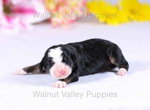 tri-colored mini bernedoodle near Chicago Illinois