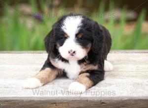 tri-colored mini bernedoodle near Chicago Illinois