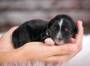 F1B male mini bernedoodle near Chicago Illinois